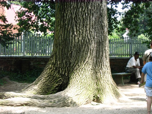Giant tree Washington's house.jpg
